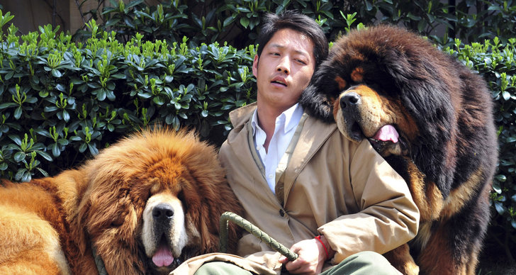 Mastiff, Djurrätt, Hund, Kina