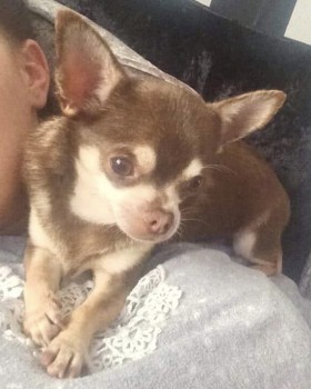 Gizmo Gizmo