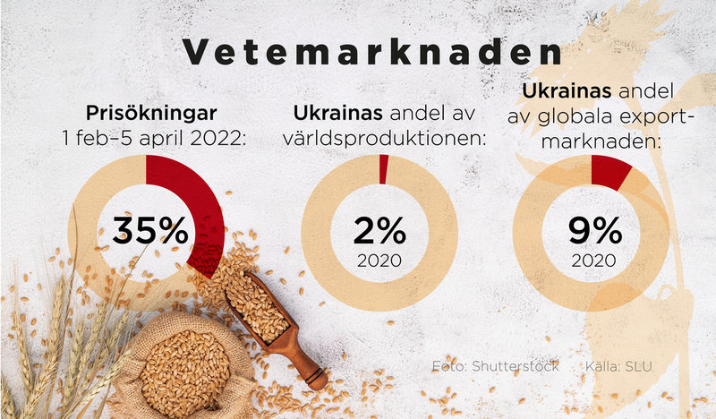Prisökningar på vete och Ukrainas andel av världsproduktionen samt global exportmarknad.