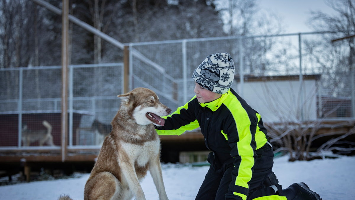 Siberian huskyn Cáppis räddade Alve, 12, när de både gick genom isen. Nu tilldelas Cáppis priset som årets bragdhund 2022. Pressbild.