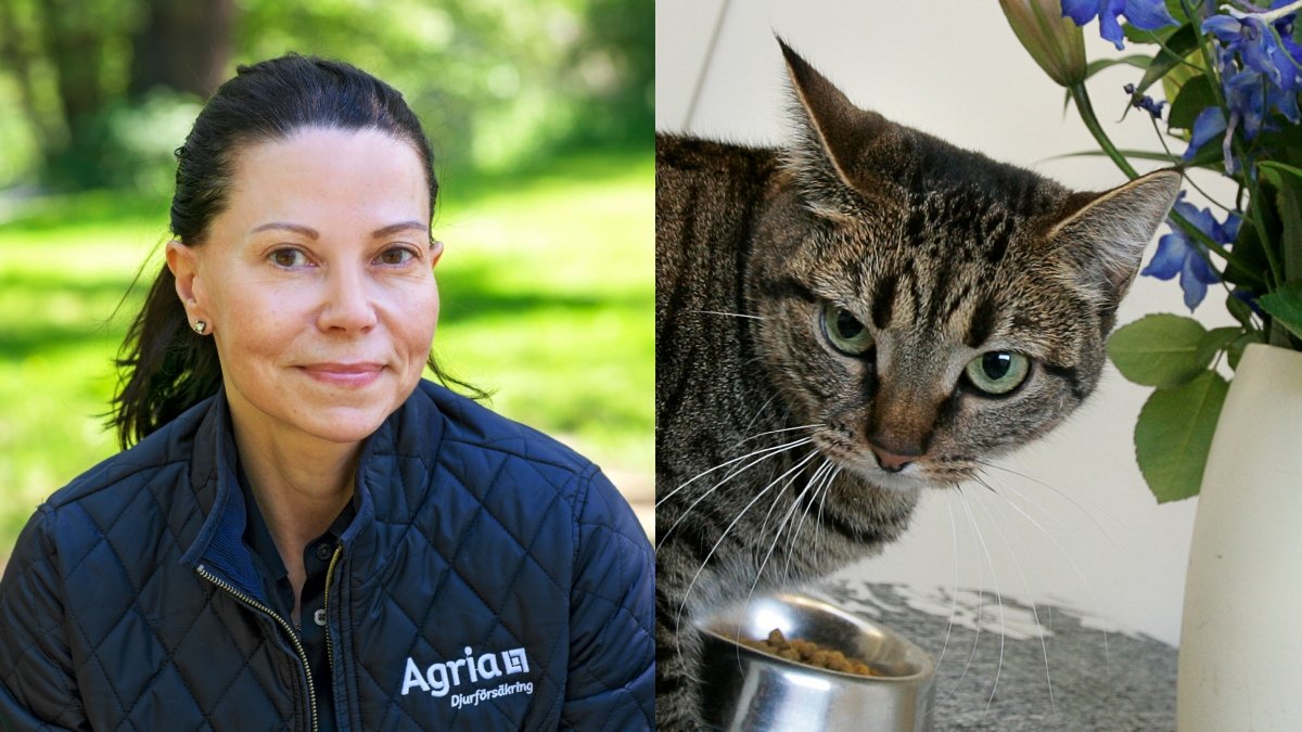 Chefsveterinären Lotta Möller berättar vilka växter katten kan bli förgiftad av. 