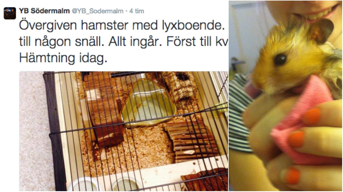 Hamster, Solskenshistoria, Södermalm, YB Södermalm, Djur, Stockholm