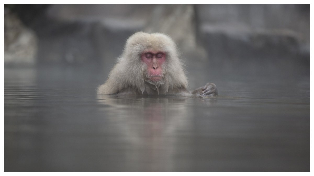 Den japanska makaken på bilden har ingenting med händelsen i artikeln att göra. Arkivbild.