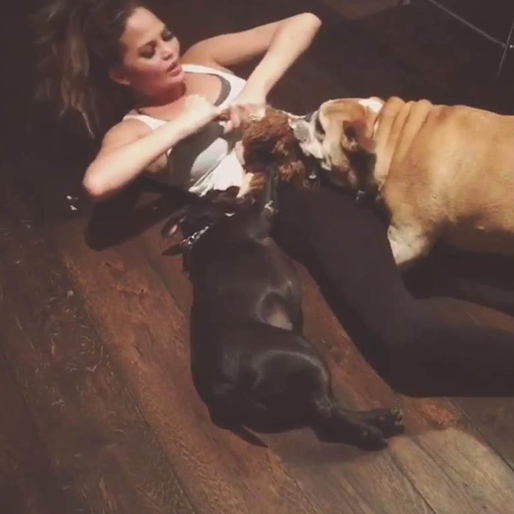 Chrissy Teigen krigar med sina hundar. Chrissy Teigen krigar med sina hundar.