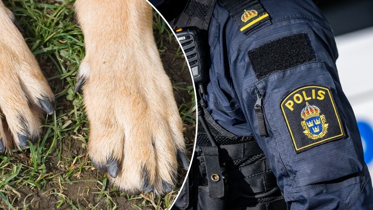 Svårt skadad hund hittades bunden – avlivades på plats