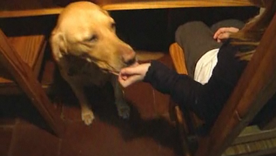 Om Shirley märker att blodsockret förändras varnar hon föräldrar och lärare genom att slicka på sin ägare.
Labradoren har på så sätt blivit den första medicinska hundassistenten att tillåtas på offentliga skolområden. Om Shirley märker att blodsockret förändras varnar hon föräldrar och lärare genom att slicka på sin ägare.
Labradoren har på så sätt blivit den första medicinska hundassistenten att tillåtas på offentliga skolområden.