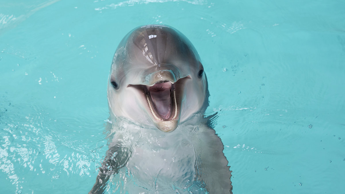 Delfiner är bäst!