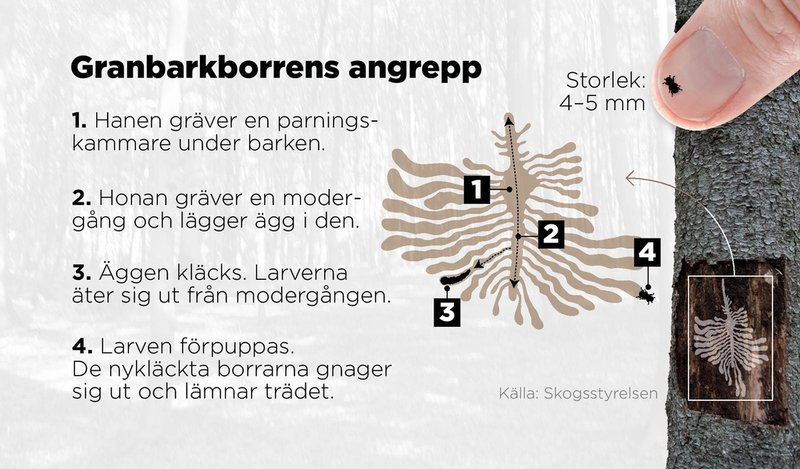 Så skadar granbarkborren träden.