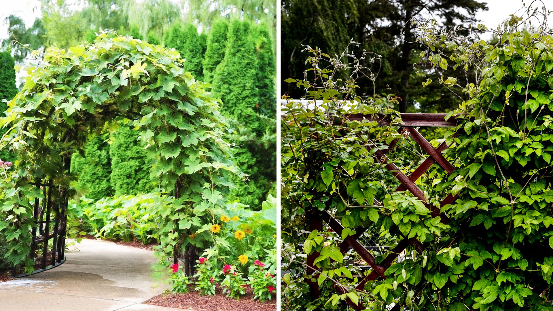 This is how you make your own trellis – perfect for climbing plants
