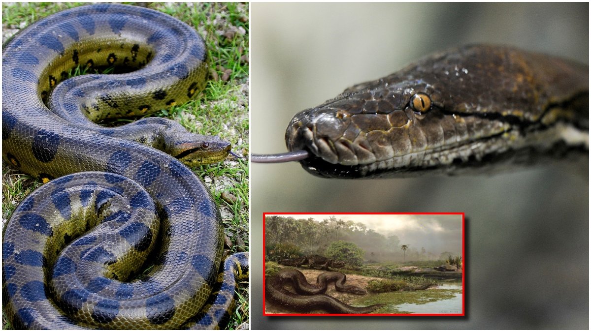 Xotin er qoshni porno