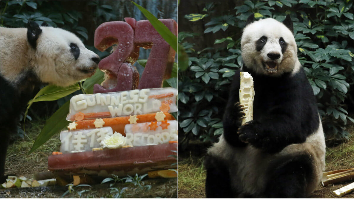 Pandan Jia Jia blev den äldsta pandan i fångenskap.