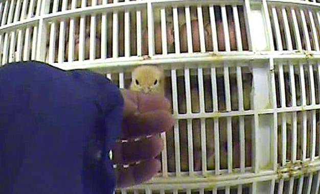 En ung kyckling som tittar ut från buren.