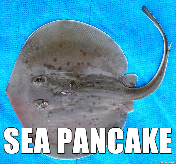"Sjöpannkaka" är nog inte lika gott som det låter. "Sjöpannkaka" är nog inte lika gott som det låter.