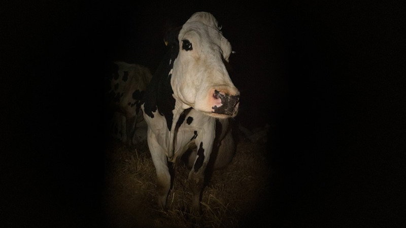 Luma lever ett arbetsamt liv som mjölkko. Hon är också förevigad i dokumentären 'Cow'. Pressbild.