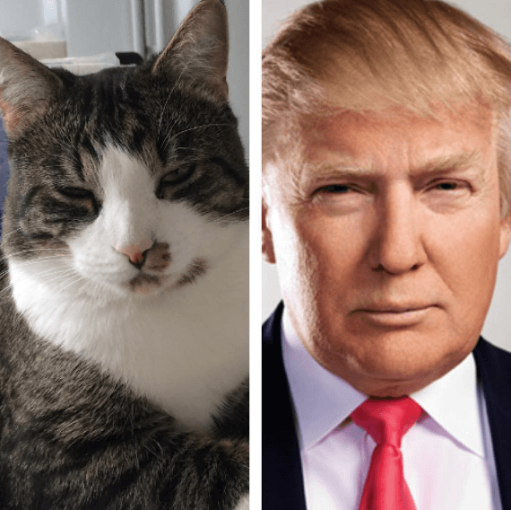 Donald Trump. Donald Trump.