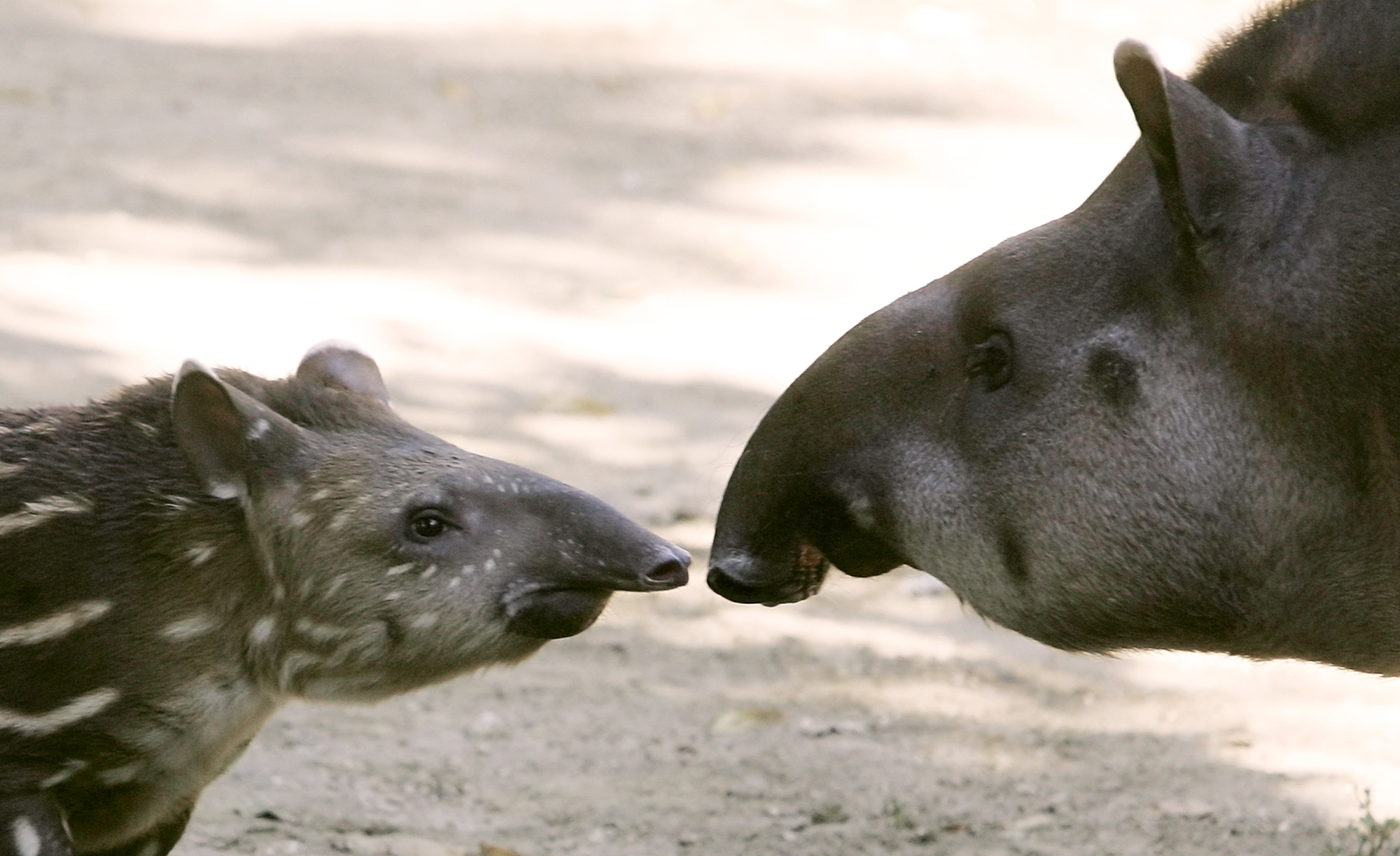 En tapirunge har sett världens ljus på Öland.