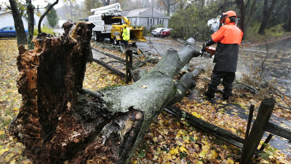 Fallande träd uppges orsaka strömavbrott på östkusten.