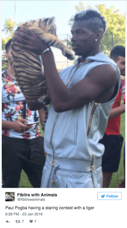 Paul Pogba med en tiger!
