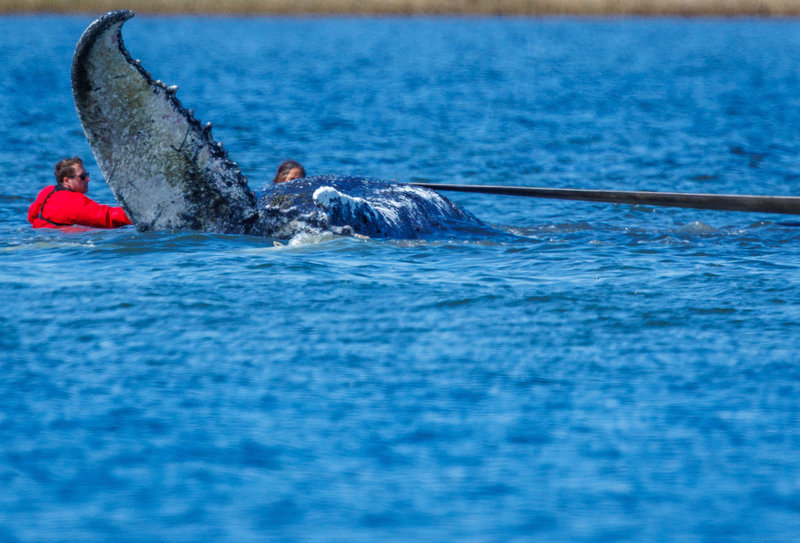 Räddningsarbetare fäster remmar på valen som drogs i en kanal som grävts i sanden fram till pråmen.