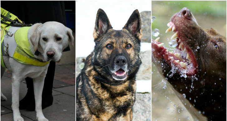 Labrador, Schäfer, Brevbärare, Hund, Pitbullterrier