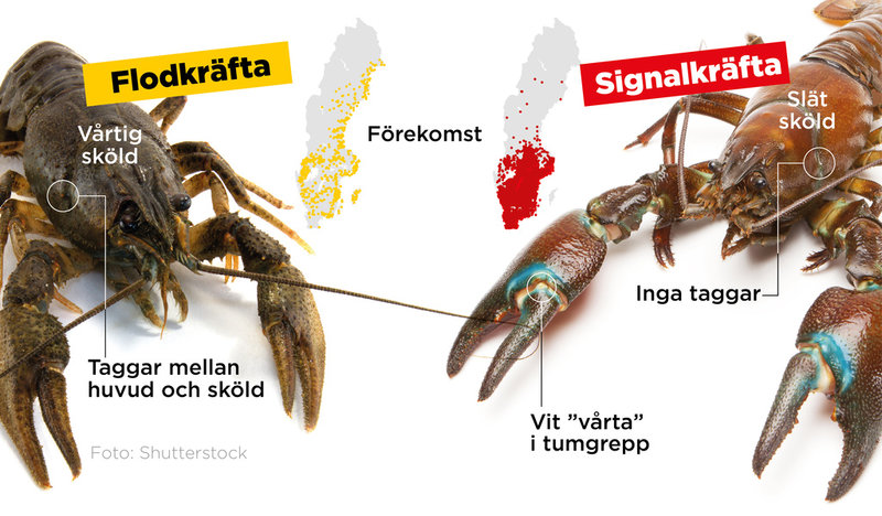 Cirka 98 procent av bestånden av flodkräfta är i dag utplånade.