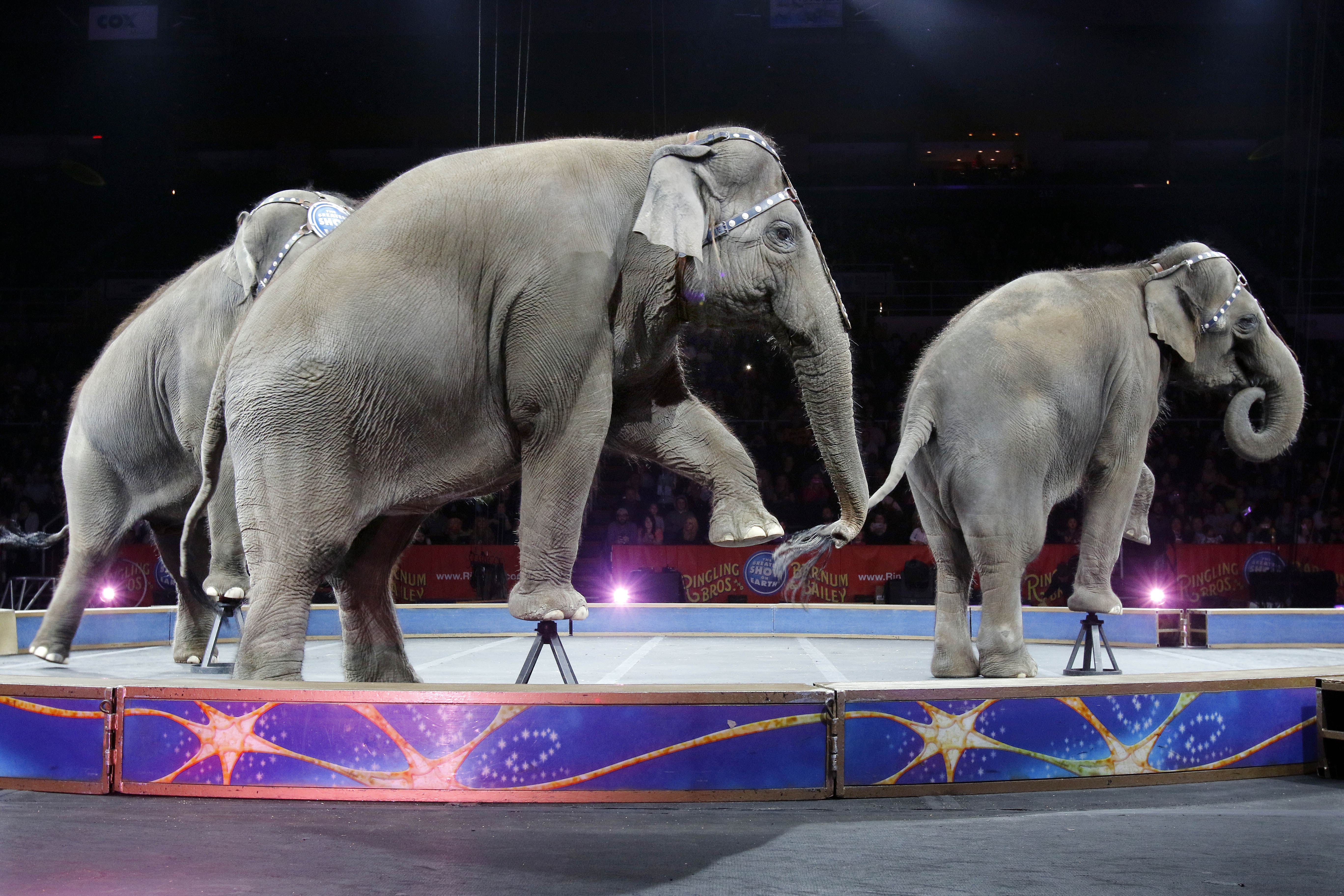Nu förbjuds elefanter på cirkus. Nu förbjuds elefanter på cirkus.