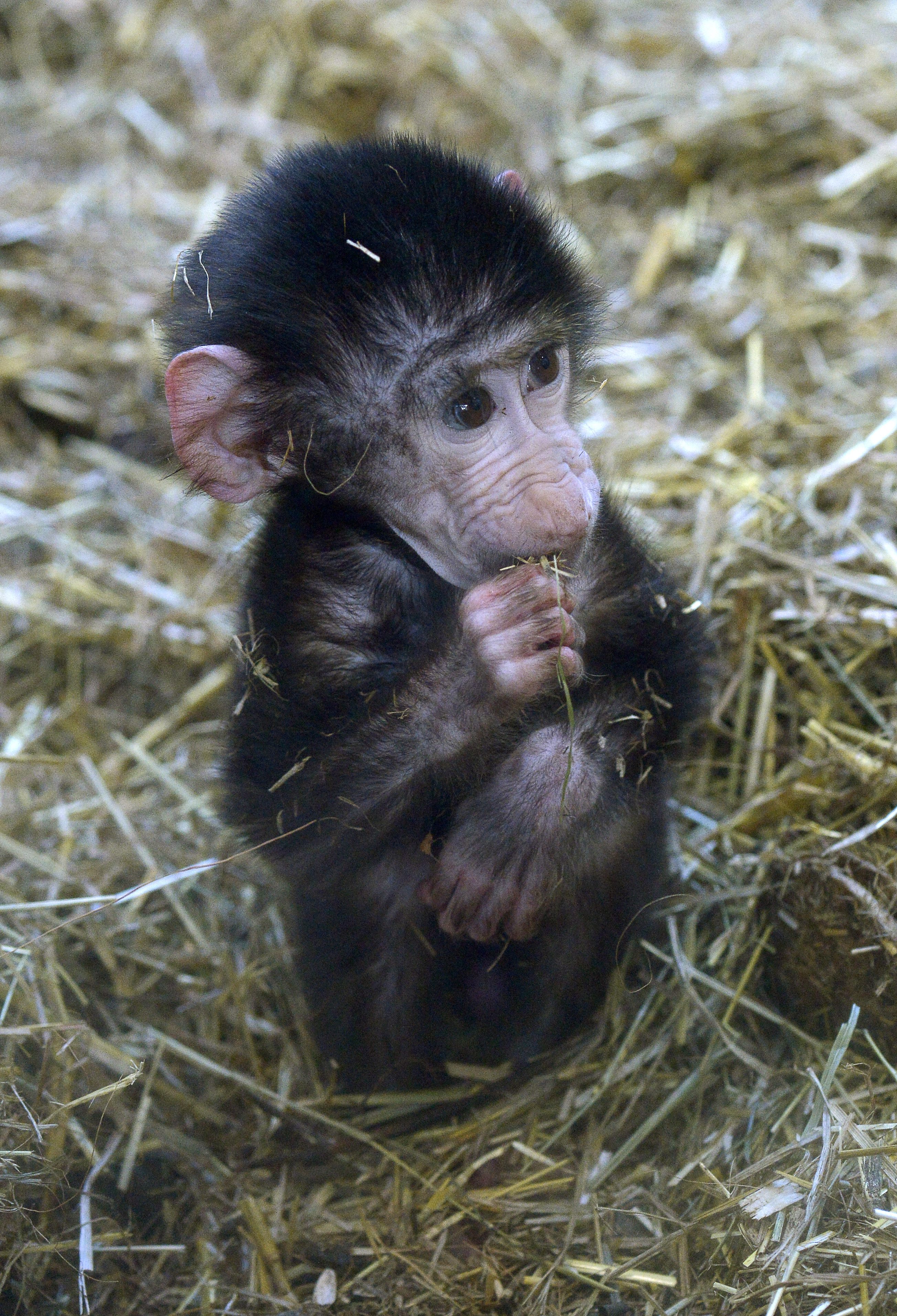 En nyfödd babianunge. 