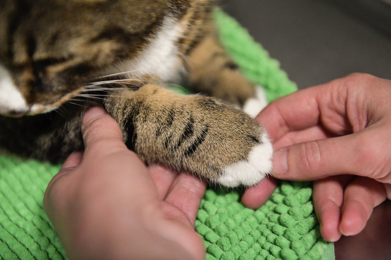 ”Otroligt obehagligt” – Veterinärförbundets Tove Särkinen trycker på den svåra situationen att veterinärer kan tvingas neka patienter vård i sommar. Arkivbild.