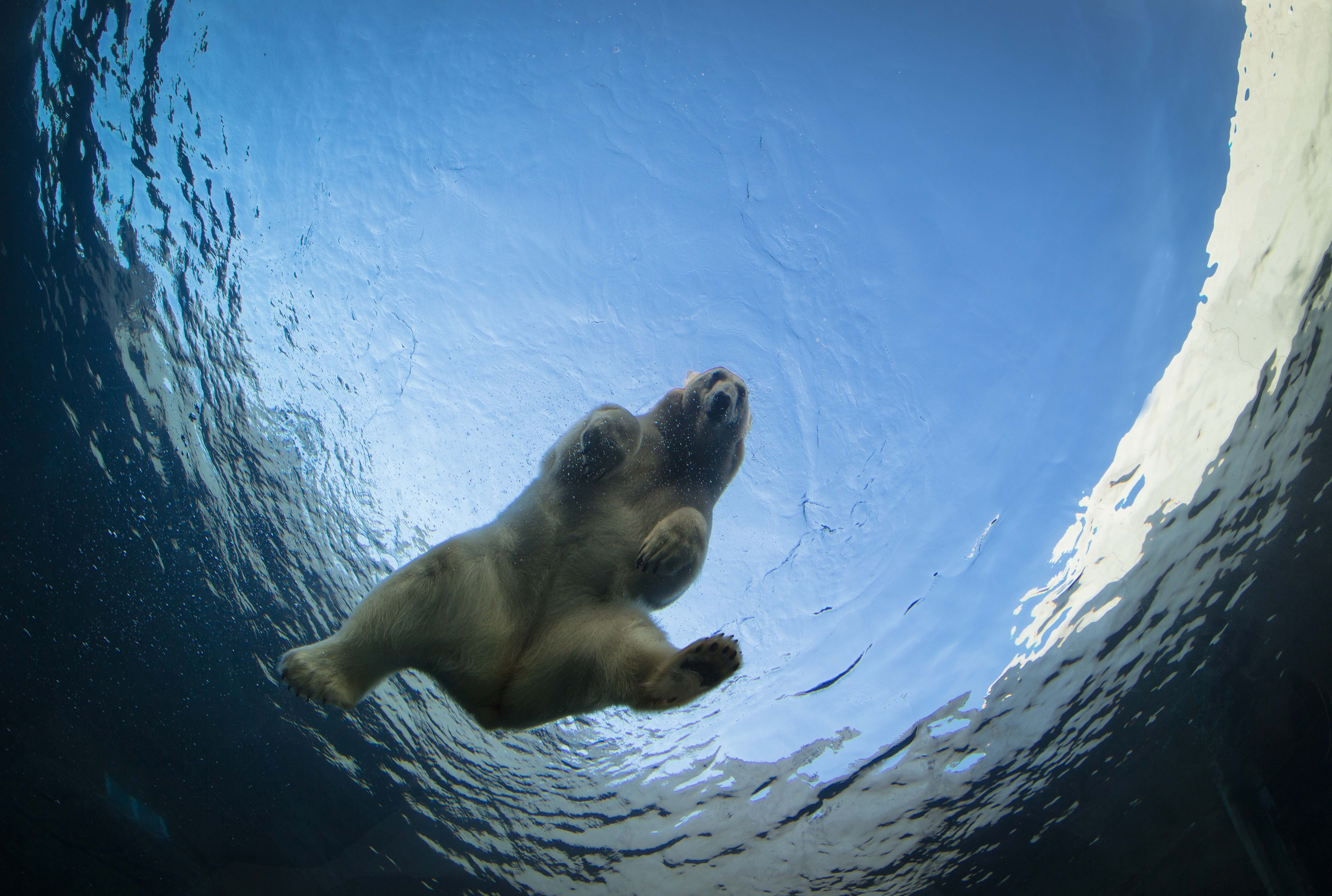 Zoologen Kenneth Ekvall hävdar att det är bäst att lägga sig ner och spela död om man stöter på en isbjörn. 