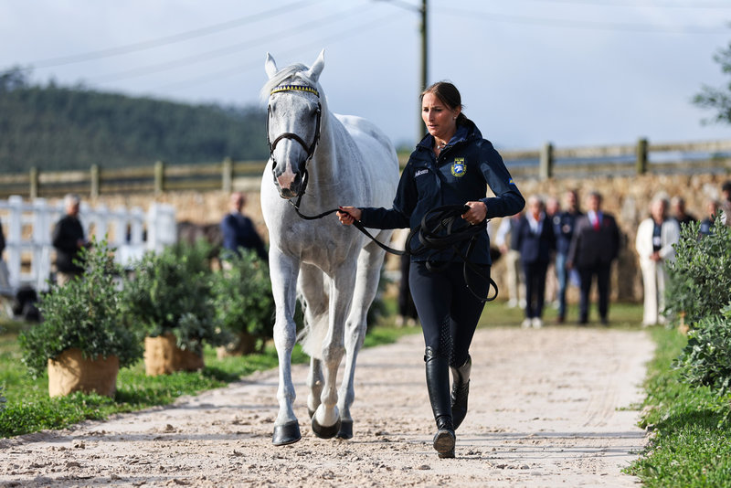 Hellström leder Cicci vid veterinärbesiktningen.