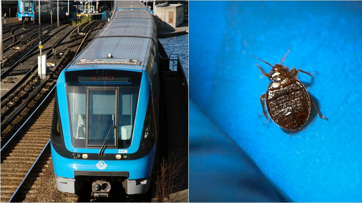 Vägglöss har hittats i Stockholms tunnelbana.