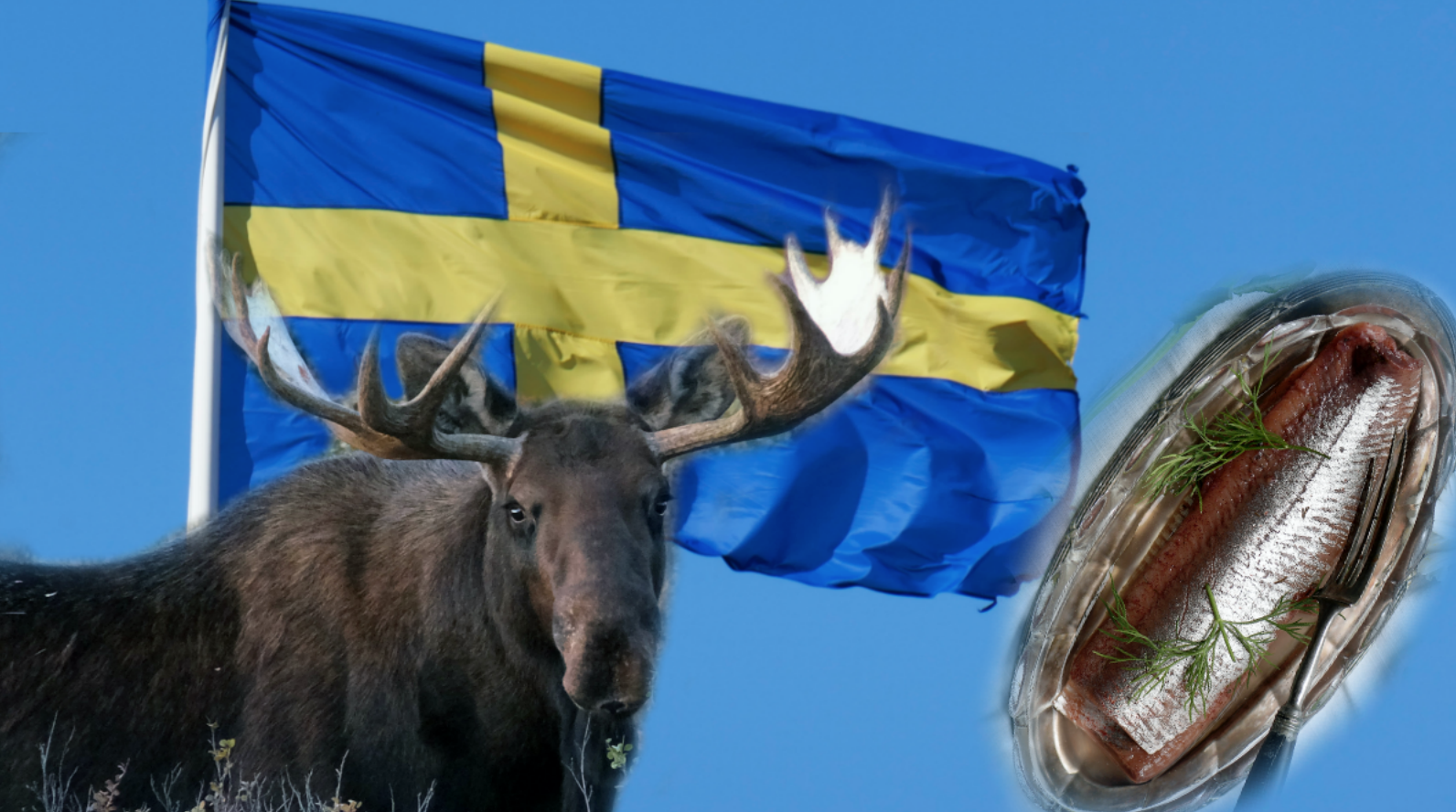 Älg/Svenska flaggan/sill