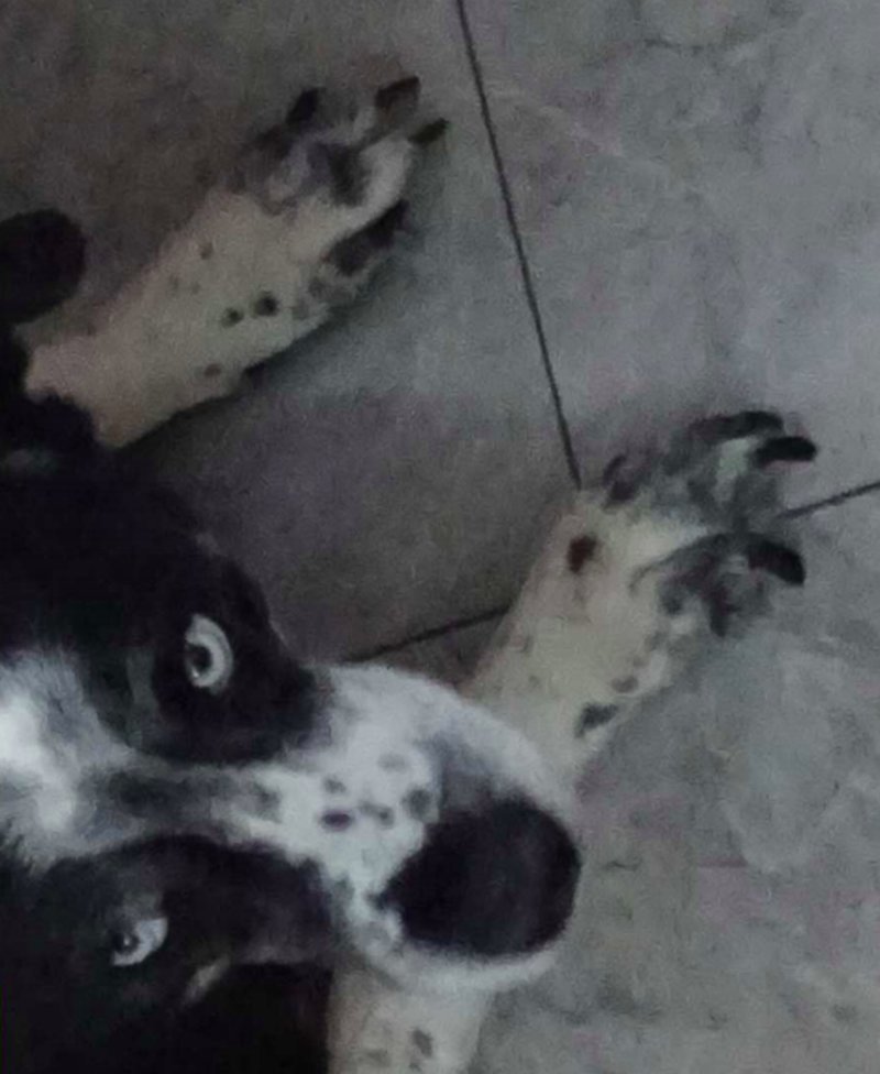 Överviktig hund Överviktig hund