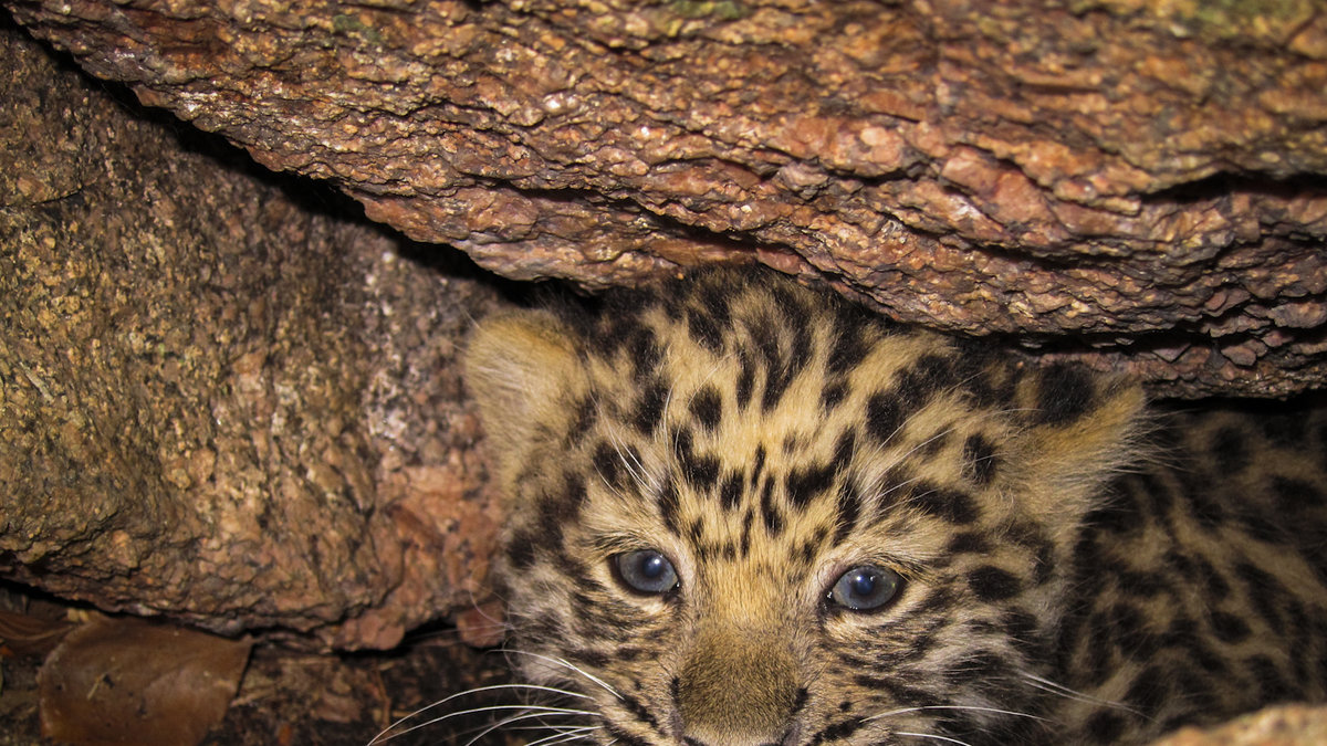 Den sällsynta amurleoparden är det mest akut hotade av de stora kattdjuren.