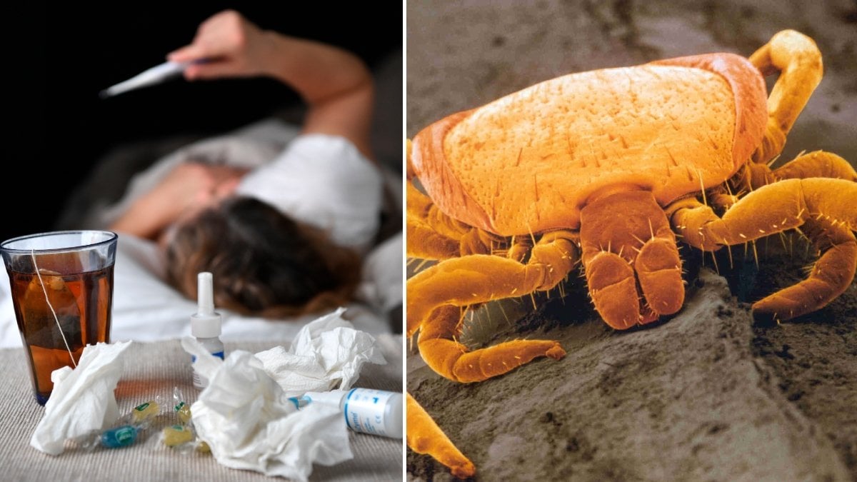 Fästinginvasionen fortsätter: Ny fästingart riskerar allvarligare TBE-sjukdom i Sverige
