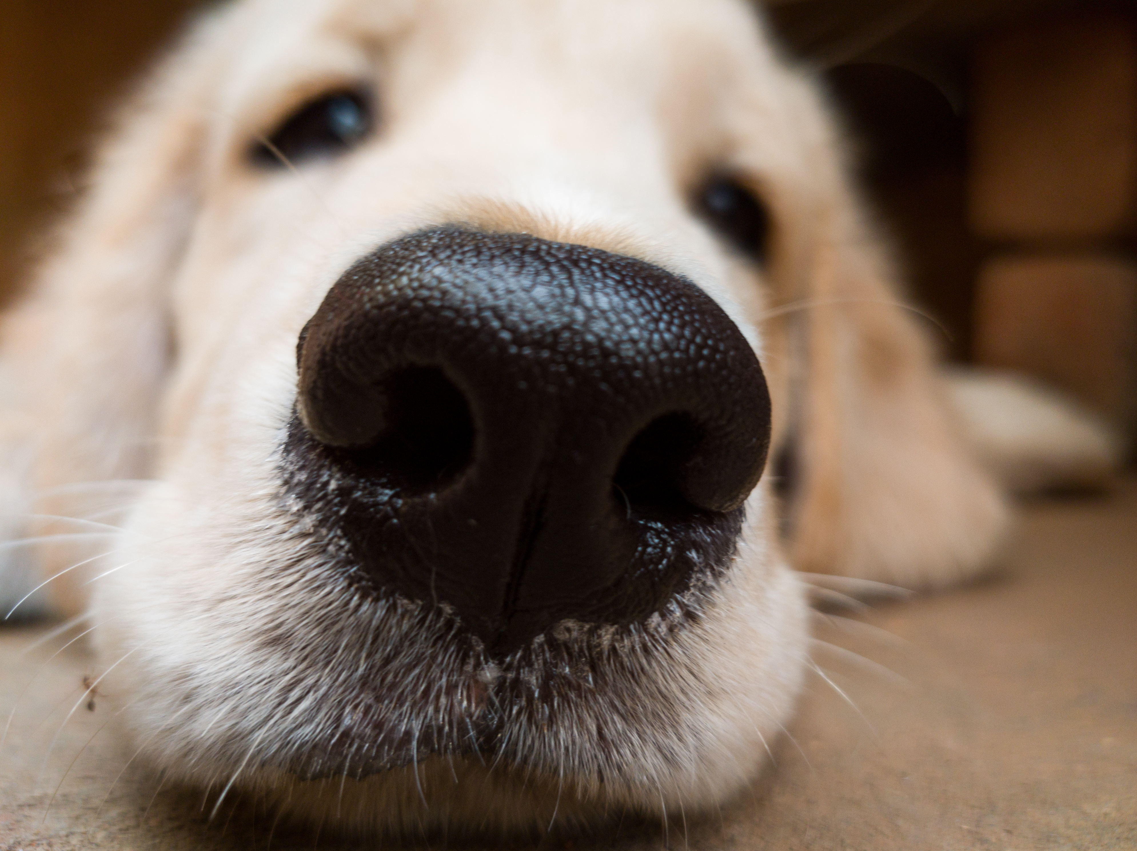 Hund Hund