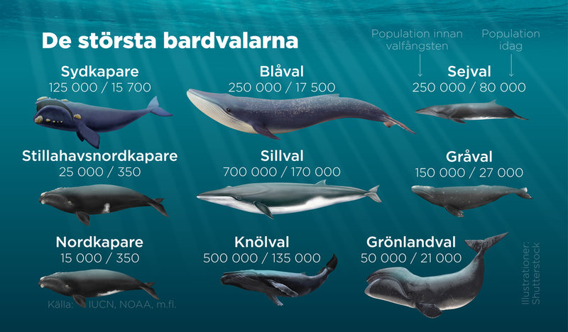 De största bardvalarnas populationer före den storskaliga valjakten under 1900-talet samt populationerna i dag.