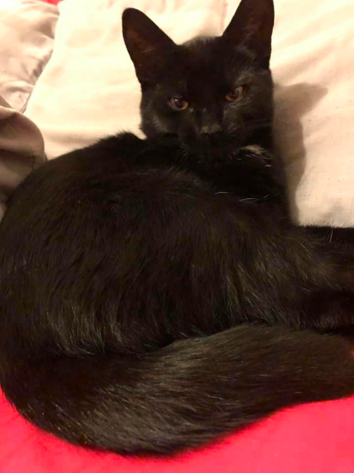 Katten Neo Katten Neo