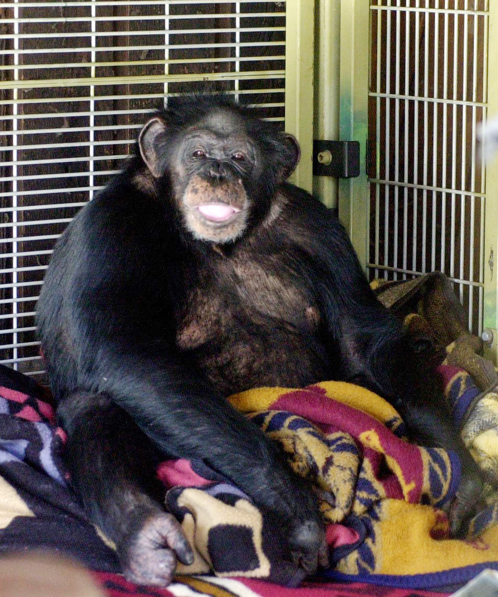 Här är schimpansen som attackerade henne. Den uppges ha varit drogpåverkad.