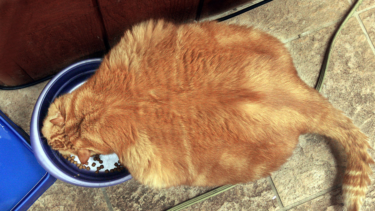 Sluta lassa upp matberg i kattens skål.