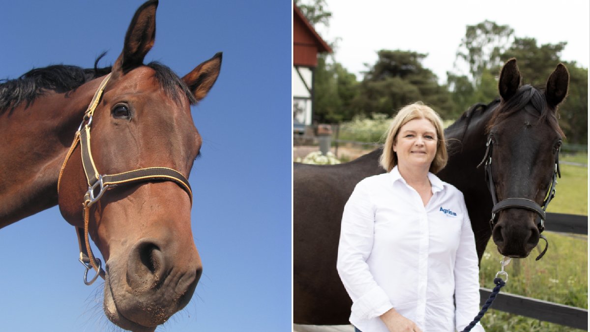 Veterinären Anette Graf har koll på hästar och deras beteende.
