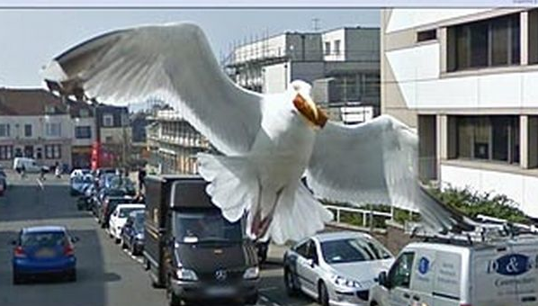 5. En fiskmås som käkar varmkorv är en udda syn. Men ögonblicket på John Street i Brighton förevigades av Google. 5. En fiskmås som käkar varmkorv är en udda syn. Men ögonblicket på John Street i Brighton förevigades av Google.