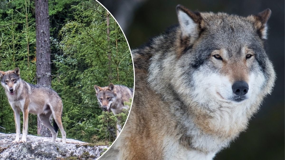 Kvinna attackerad av varg i Hamburg – biten i ansiktet