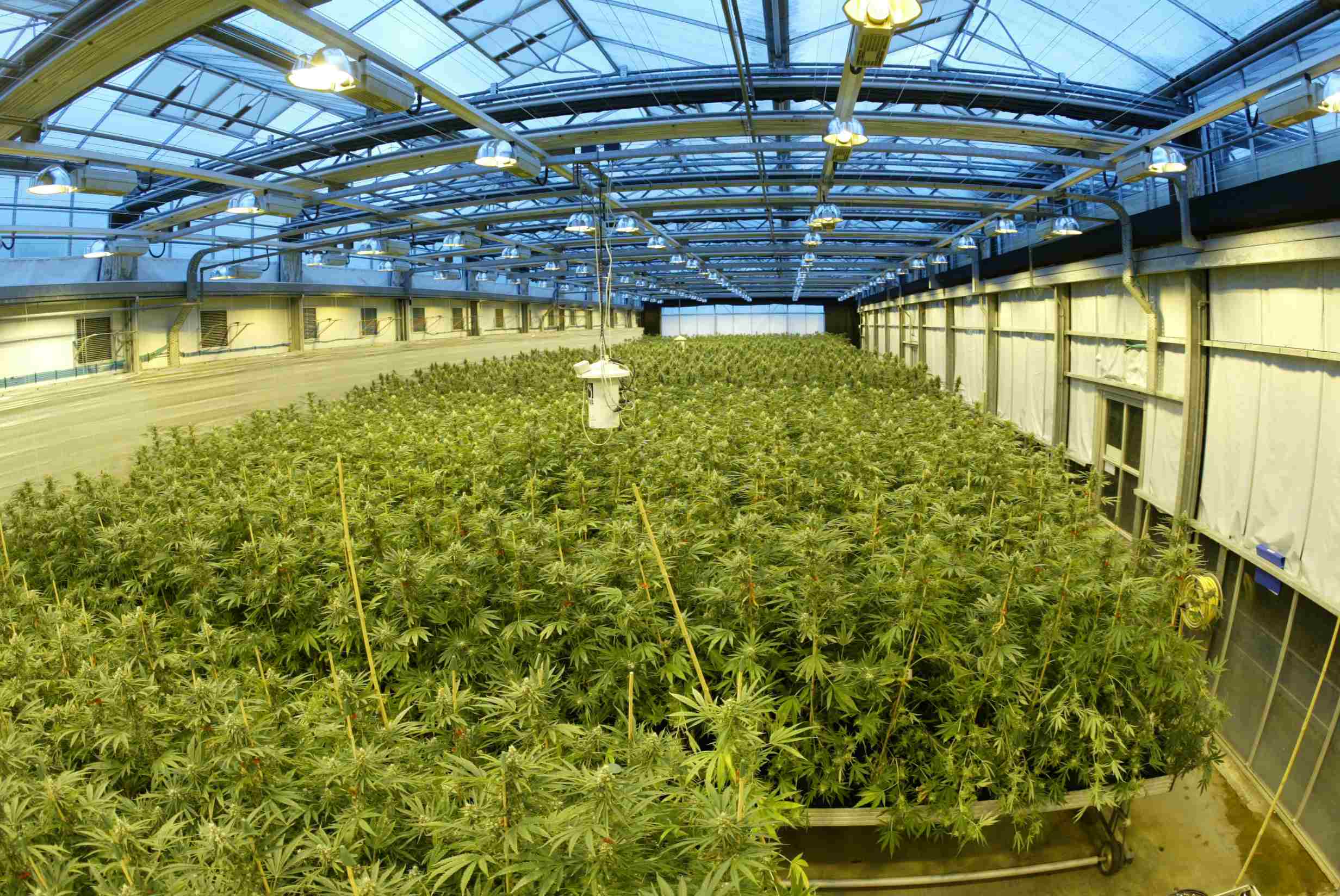 Här inne odlas marijuanan som företaget använder.