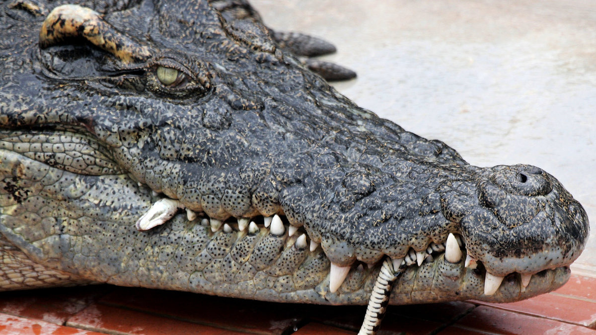 En krokodil äter en vattenorm på en reptilfarm i Siem Reap. Det är inte samma krokodil som omnämns i texten. Arkivbild.