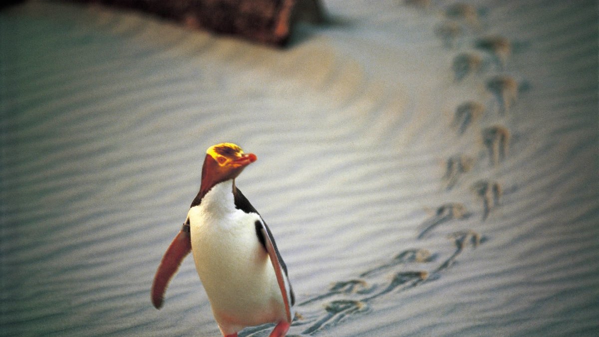 En söt liten pingvin hör inte till ovanligheterna att man ser på stranden. 