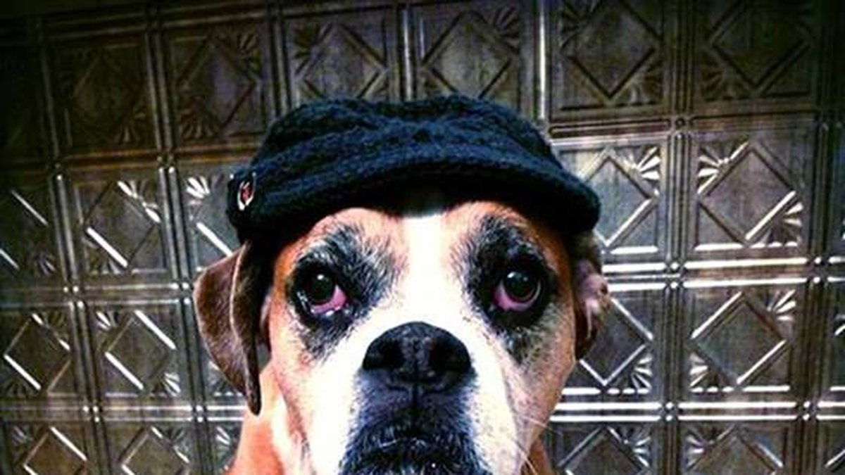 Hunden Romeo fick precis som många av hans tvåbenta vänner, chansen att peka finger åt cancern och leva ut sitt eget liv.