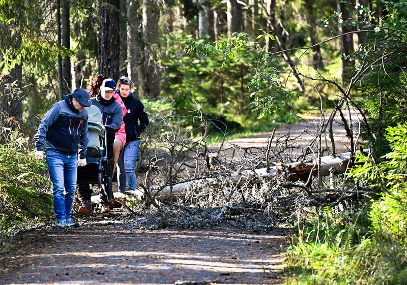 Ett nerblåst träd ligger kvar över en vandringsled i Tyresta nationalpark utanför Stockholm i början av oktober.