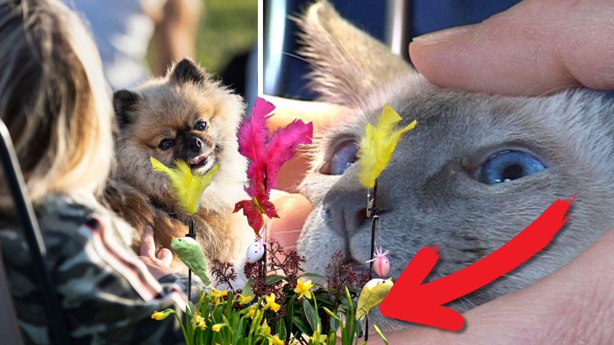 Inte bara choklad – här är faran djurägare faktiskt missar