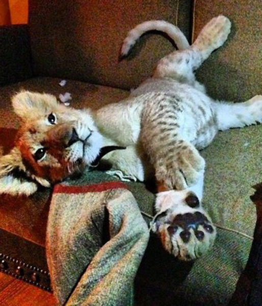 En leopardunge i soffan. Falska Baksmällan typ. En leopardunge i soffan. Falska Baksmällan typ.